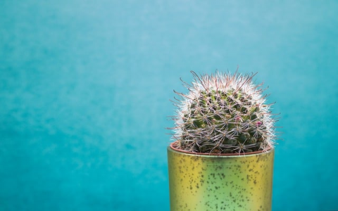 智云服务器-VPS联盟