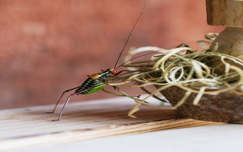 中文 虚拟主机控制面板-VPS联盟