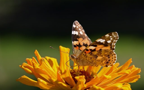 中文域名注册方法-VPS联盟