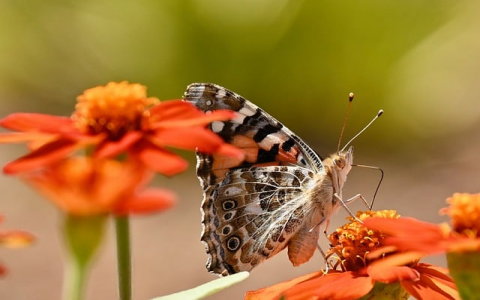 中文域名注册有什么用-VPS联盟