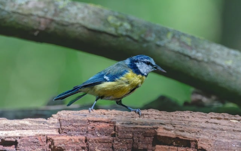 支持html的空间-VPS联盟