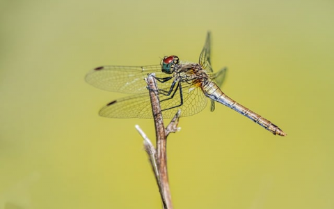 证书上的服务器名称不正确-VPS联盟