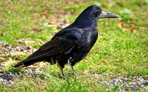 怎么免费做空间-VPS联盟