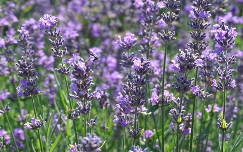 政府机房服务器-VPS联盟