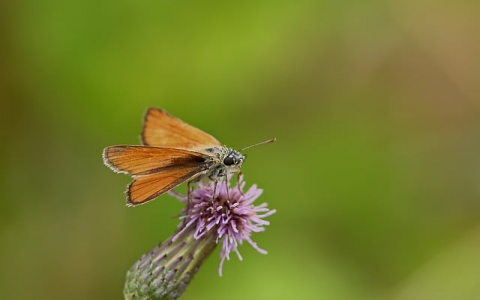 怎么用vps建网站-VPS联盟