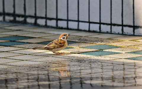 中国移动南方基地机房-VPS联盟