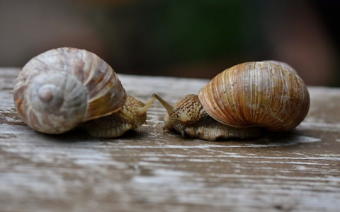 真如互联 免费试用vps-VPS联盟