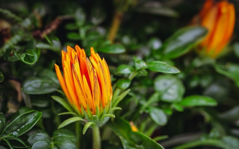 中国移动服务器-VPS联盟