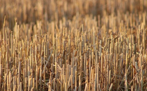 中文域名注册合同-VPS联盟