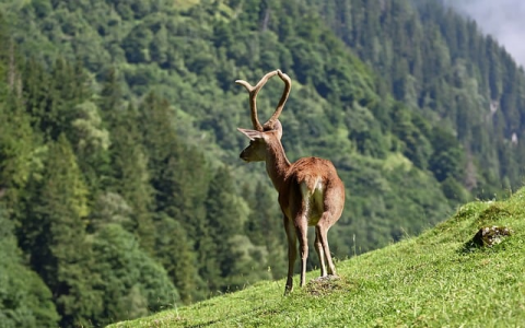 中国网络服务器-VPS联盟