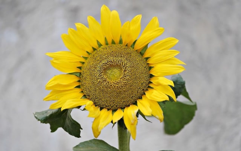 中国万网所提供服务器托管方式-VPS联盟