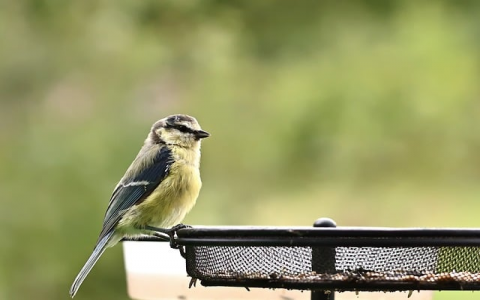 中国能建立根服务器吗-VPS联盟