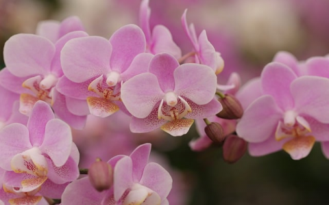 智能云媒体服务器价格-VPS联盟