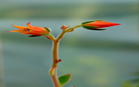 怎样建立登录云服务器-VPS联盟