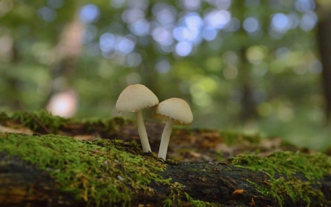 长沙网站主机-VPS联盟