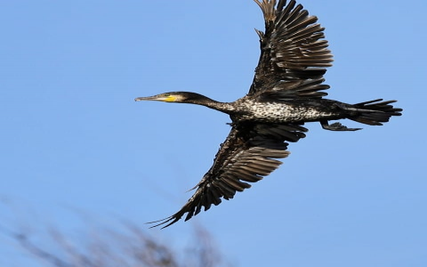 怎么申请免费域名-VPS联盟