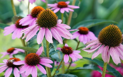 中国空间-VPS联盟