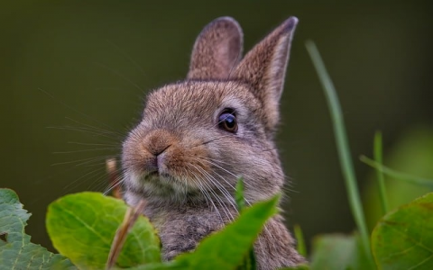 中国互联网服务器分布-VPS联盟