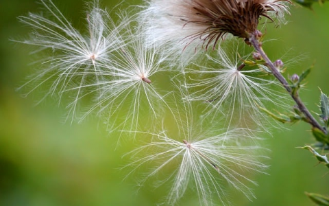 支持支付宝付款的vps-VPS联盟