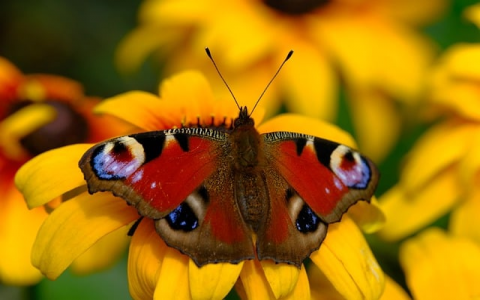 中国移动云主机 系统接口规范-VPS联盟