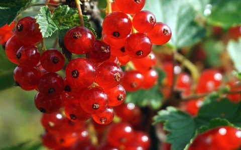 怎么租游戏服务器-VPS联盟