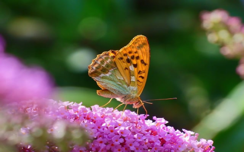 中国电信接入商服务器-VPS联盟