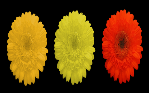 真如idc机房-VPS联盟