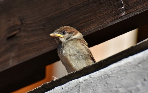 兆维机房ip-VPS联盟