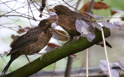 长沙市电信机房-VPS联盟