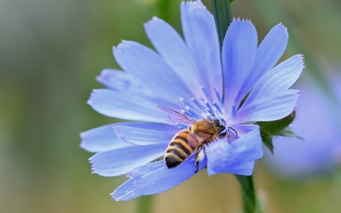 中华云数据-VPS联盟