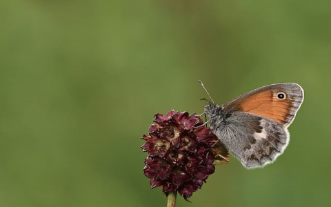 中文域名 虚拟主机-VPS联盟
