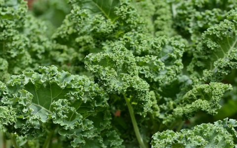 织梦vps如何设置伪静态-VPS联盟