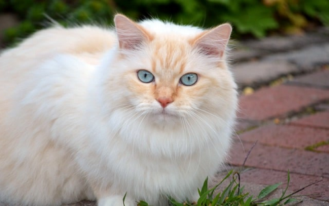 中国电信美国机房-VPS联盟