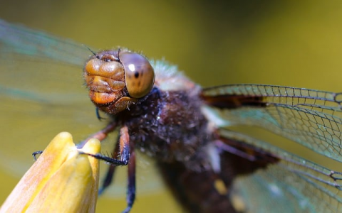 怎样购买域名空间-VPS联盟