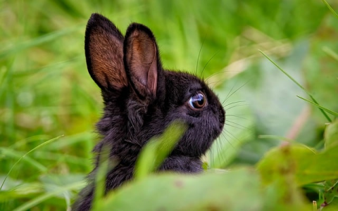 中网云服务器租用-VPS联盟