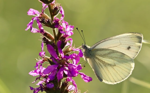 证书认证服务器-VPS联盟
