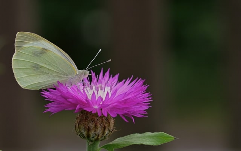 怎样查域名注册机构-VPS联盟
