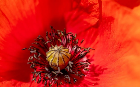 怎么远程链接云服务器地址-VPS联盟