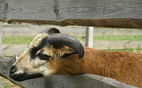 真正的免费vps-VPS联盟