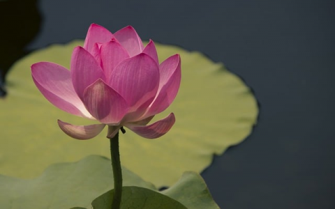 中国电信上海idc-VPS联盟