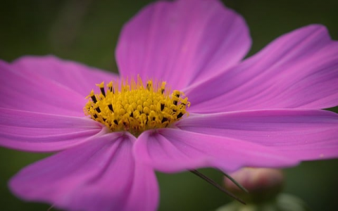 政府域名注册-VPS联盟