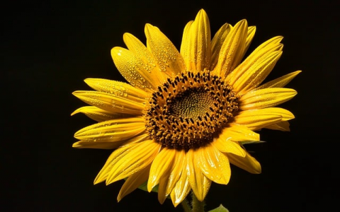 中国机房面积-VPS联盟