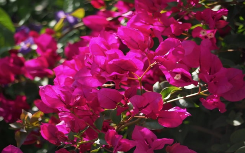 中国超级服务器-VPS联盟