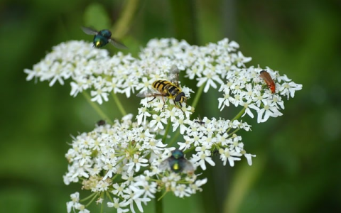 中国电信越南 无服务器-VPS联盟