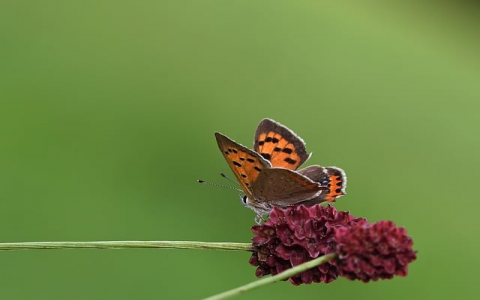 中国网络域名注册-VPS联盟