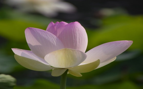 芝加哥服务器速度测试-VPS联盟