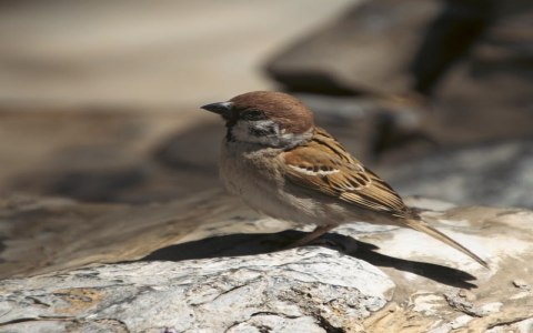 中网服务器-VPS联盟