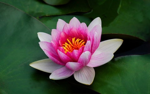 中国主服务器在哪里看-VPS联盟