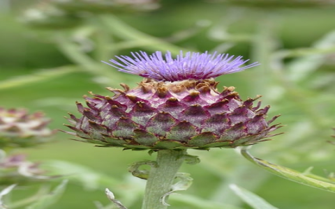 中文域名注册的公司-VPS联盟