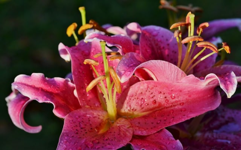 中文域名申请-VPS联盟